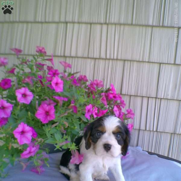 Duke, Cavalier King Charles Spaniel Puppy
